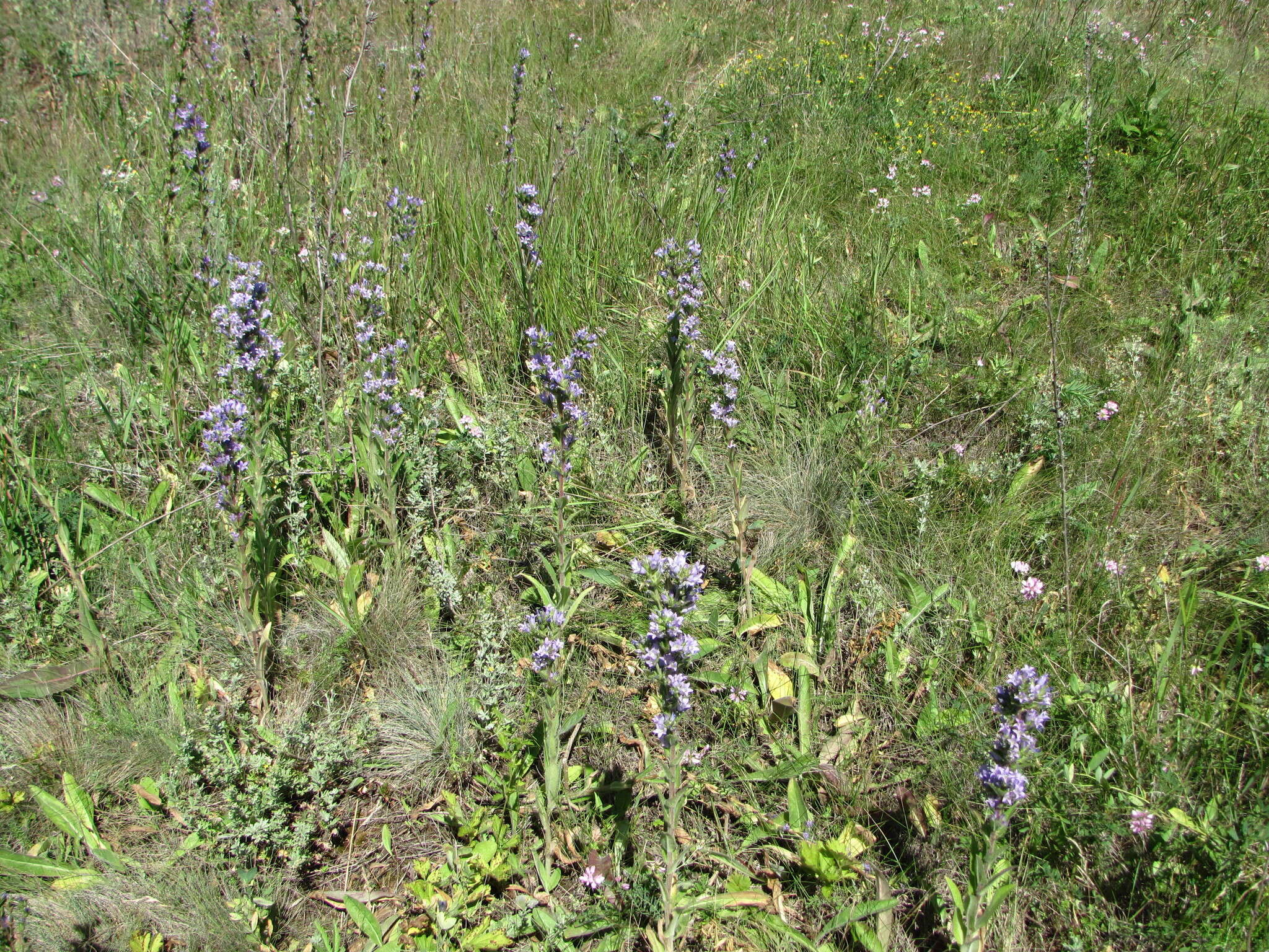 Image of Campanula macrostachya Waldst. & Kit. ex Willd.