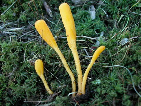 Image of Orange Earth Tongue