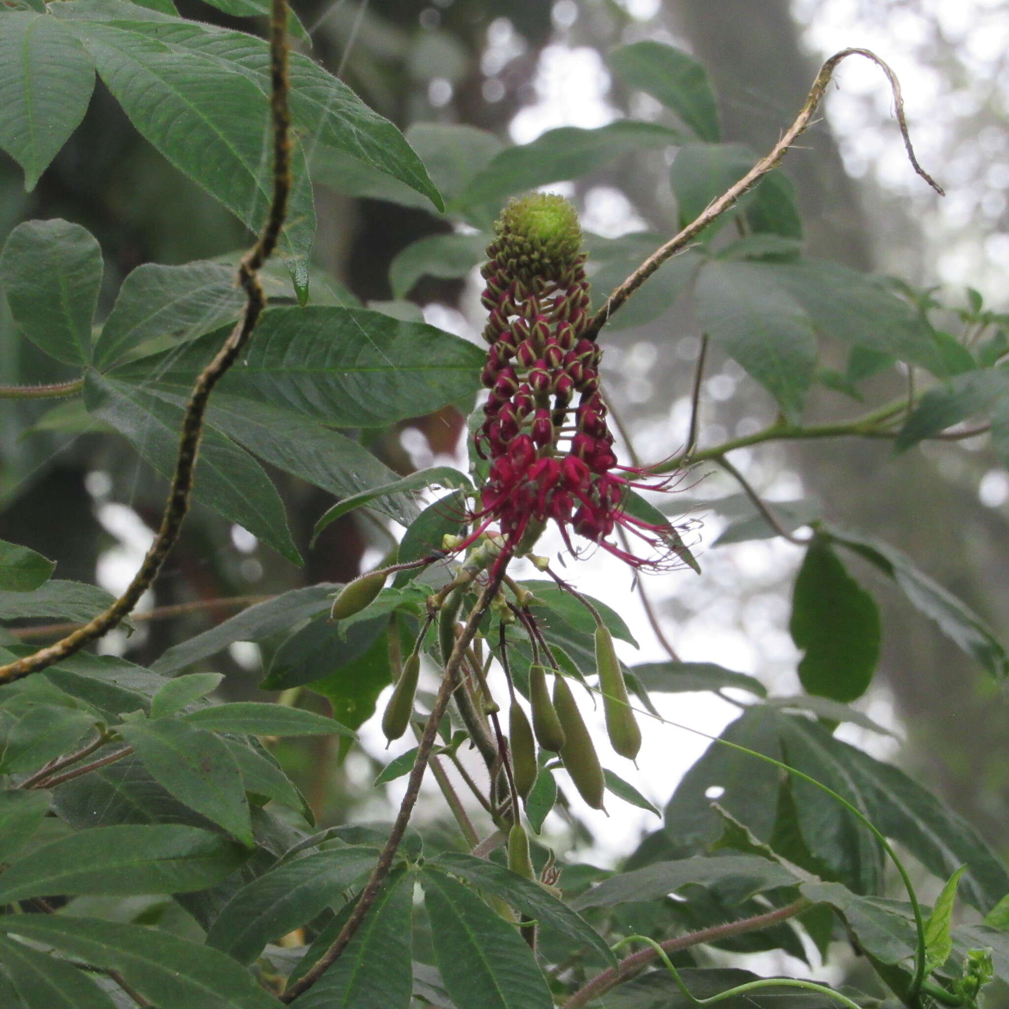 Image of Podandrogyne densiflora (Benth.) H. H. Iltis & T. S. Cochrane