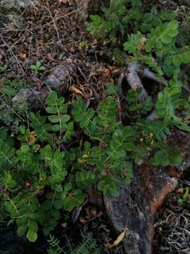 Image of Bursera glabrifolia (Kunth) Engl.