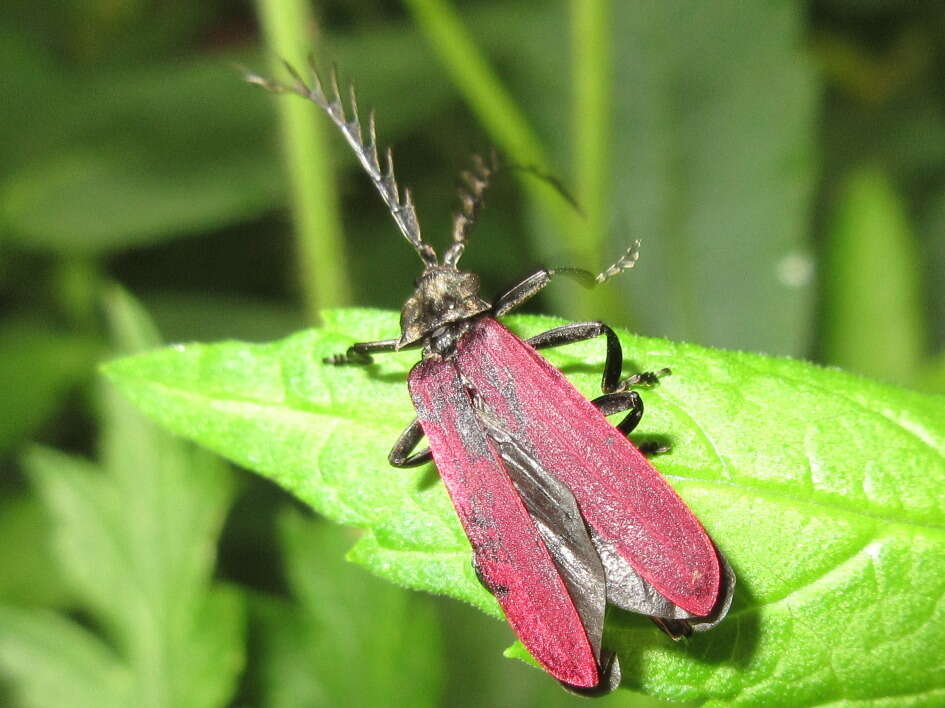 Image of <i>Macrolycus flabellatus</i>