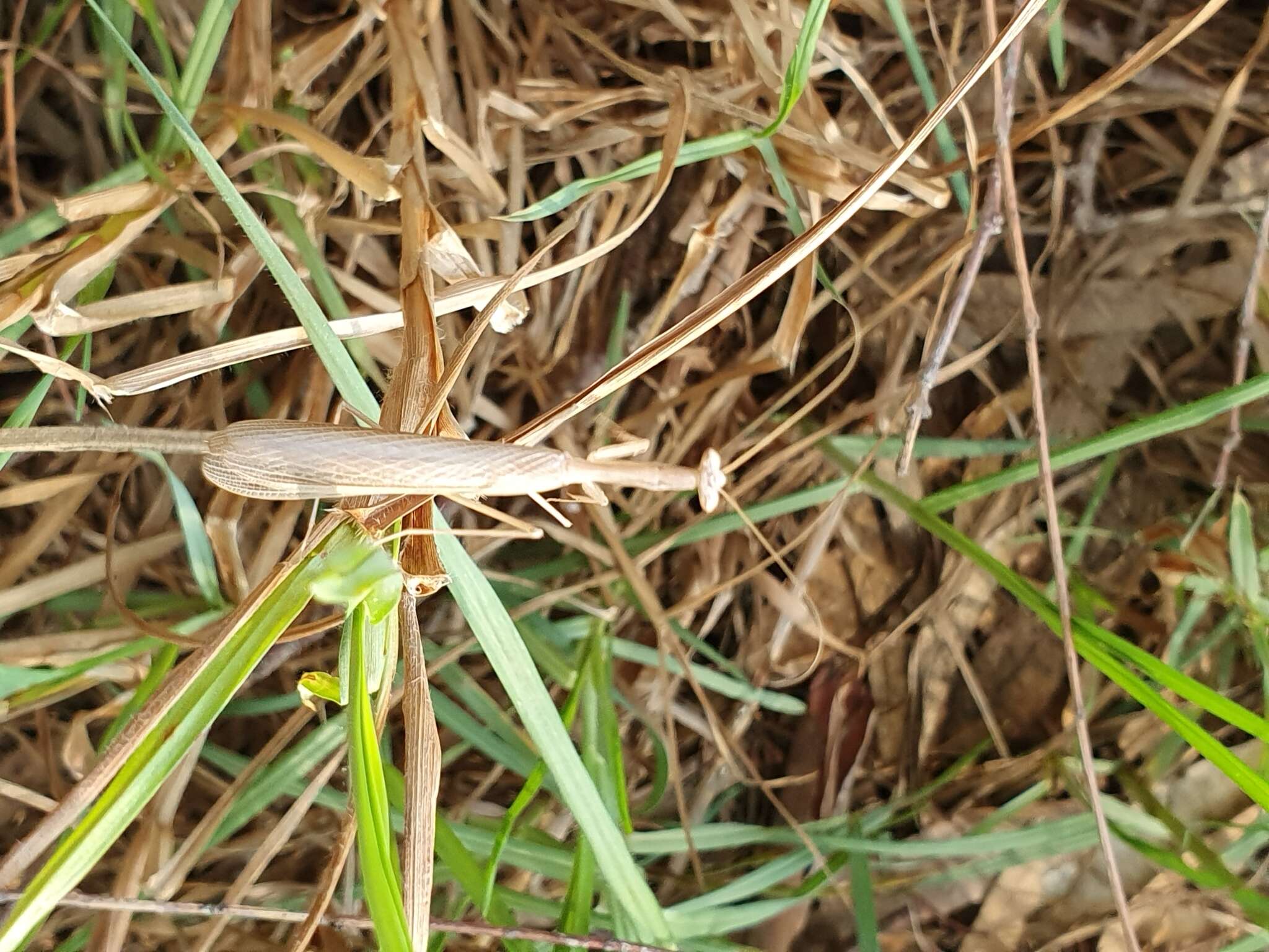 Image of Egyptian praying mantis