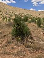 Image of Schott's yucca