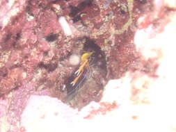 Sivun Stenopus spinosus Risso 1827 kuva