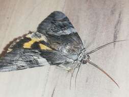 Image of Yellow Bands Underwing