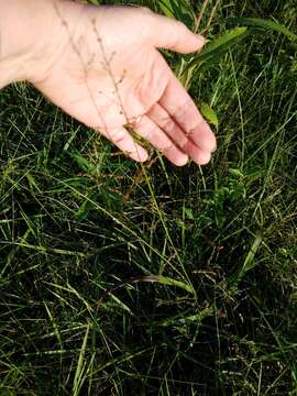 Image of Beaked Cut-Throat Grass