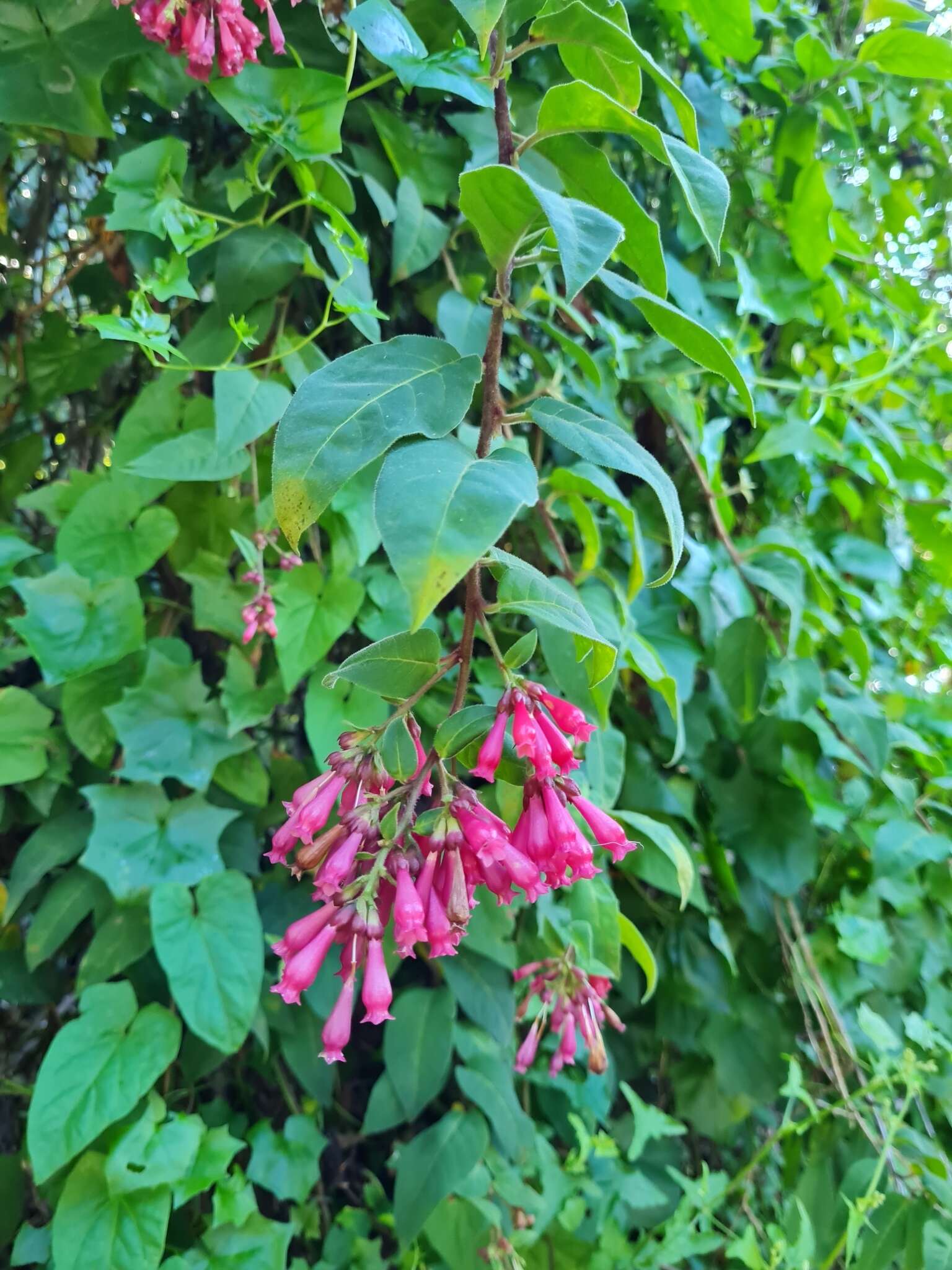 صورة Cestrum fasciculatum (Schltdl.) Miers