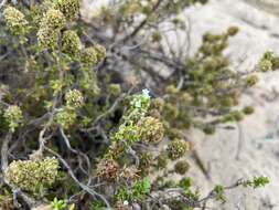 Image of Thymus carnosus Boiss.