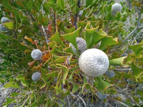 Imagem de Isopogon trilobus R. Br.