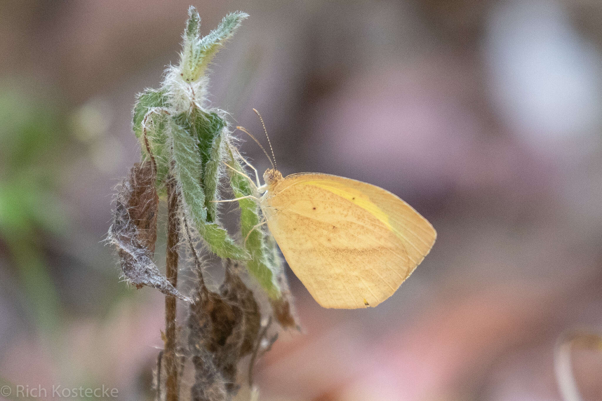 Image of Spotless Grass Yellow