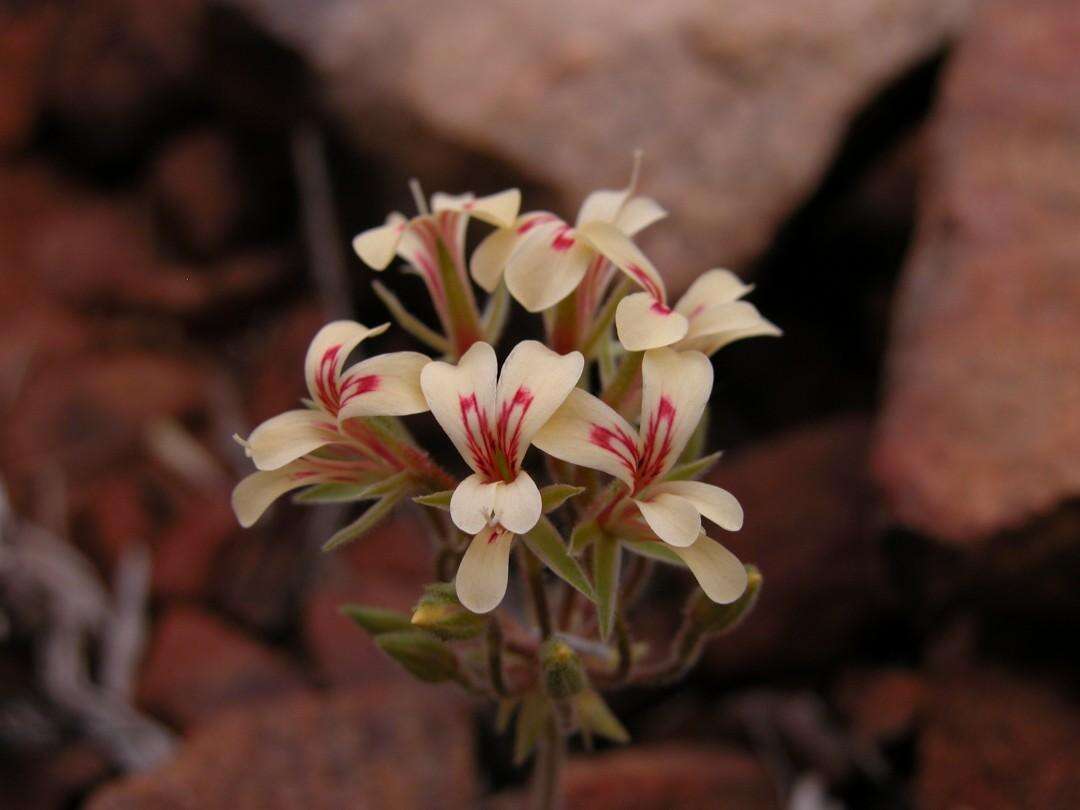 Image of Pelargonium grenvilleae (Andr.) Harv.