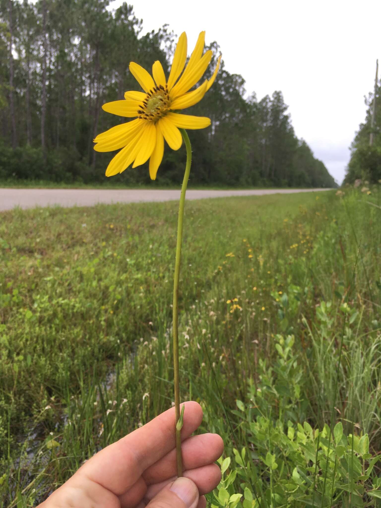 Sivun Helianthus carnosus Small kuva