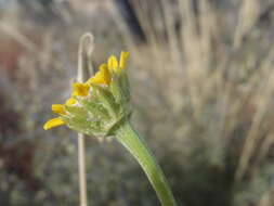 Hymenoxys quinquesquamata Rydb. resmi