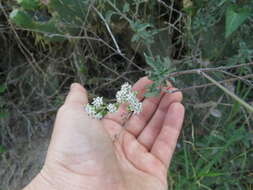 Image of sticky florestina