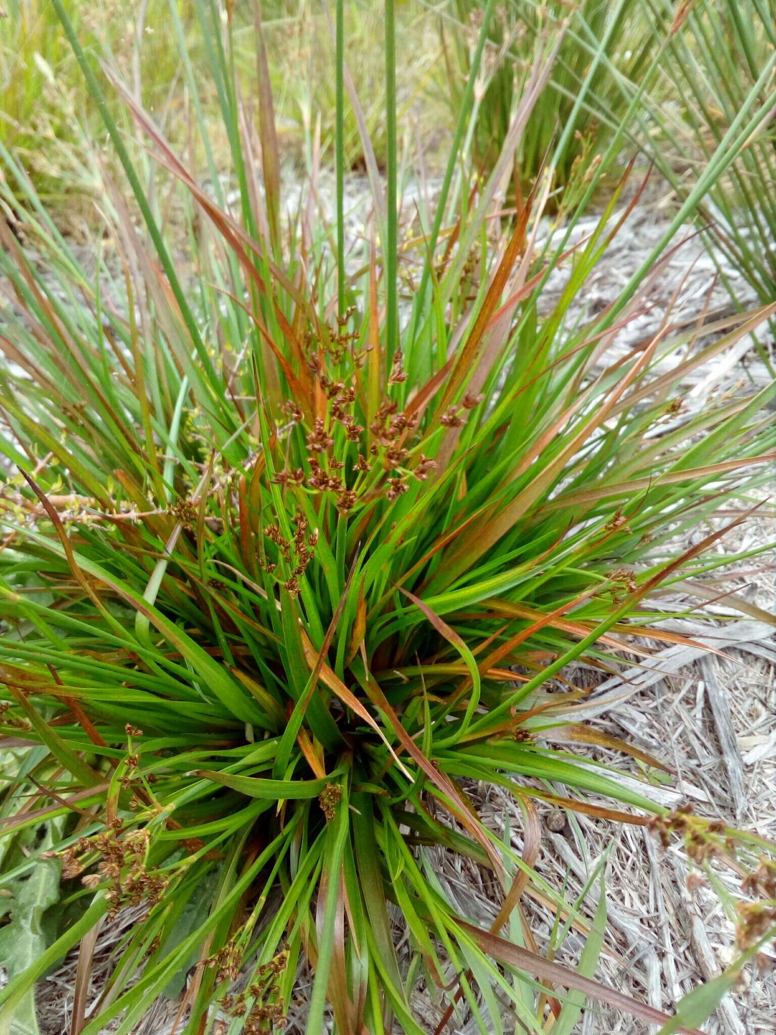 Juncus planifolius R. Br.的圖片