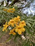 Image of Astianthus