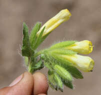 صورة <i>Onosma setosa</i>