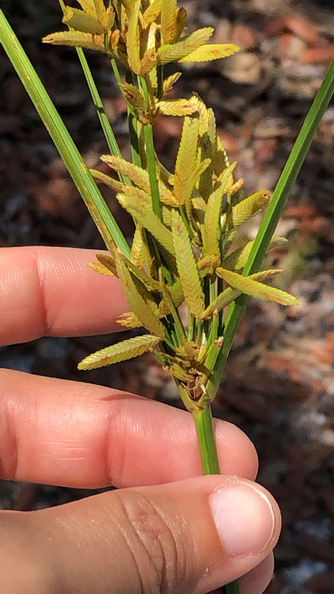 Image of Le Conte's Flat Sedge