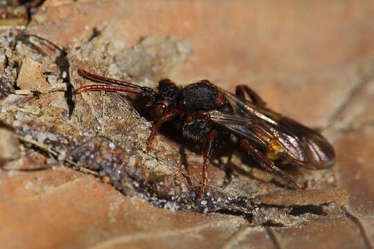 Image of Nomada leucophthalma (Kirby 1802)