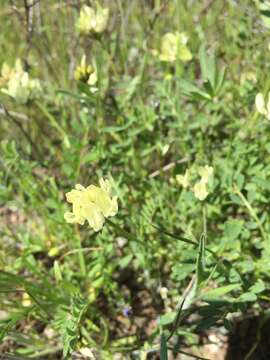 صورة Astragalus breweri A. Gray