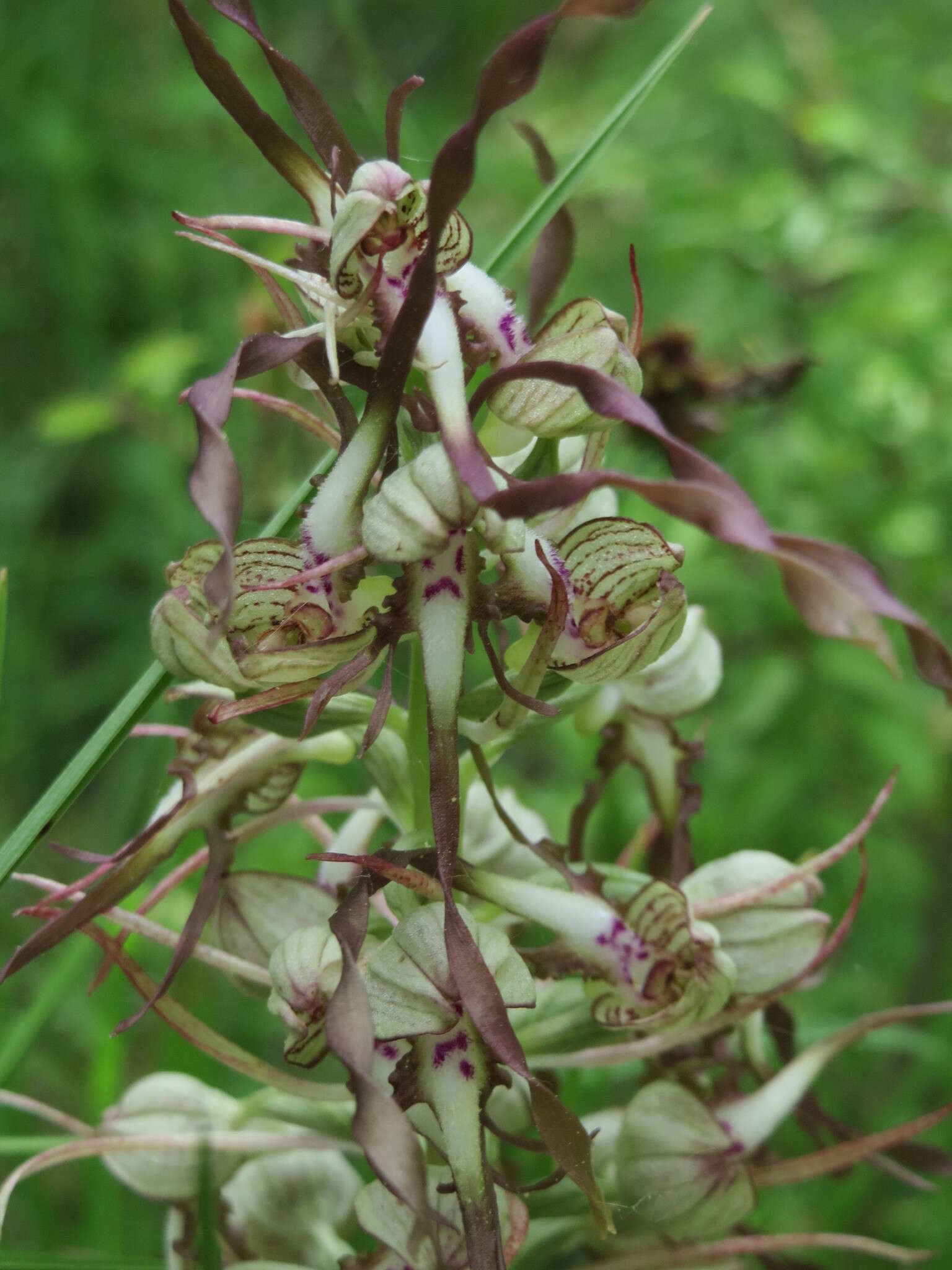 Himantoglossum hircinum (L.) Spreng. resmi