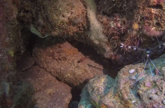 Image of Whitestar Cardinalfish