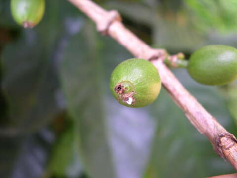 Image of Coffee berry borer