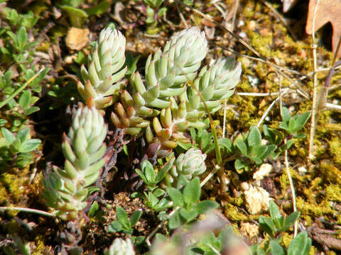 Image of Petrosedum Grulich