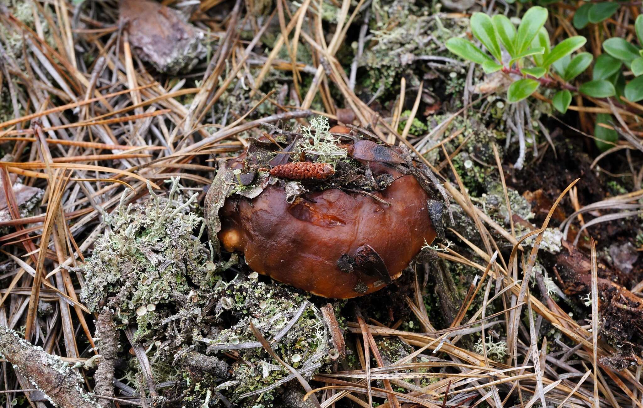 Image of Phellodon fuligineoalbus (J. C. Schmidt) Baird 2013