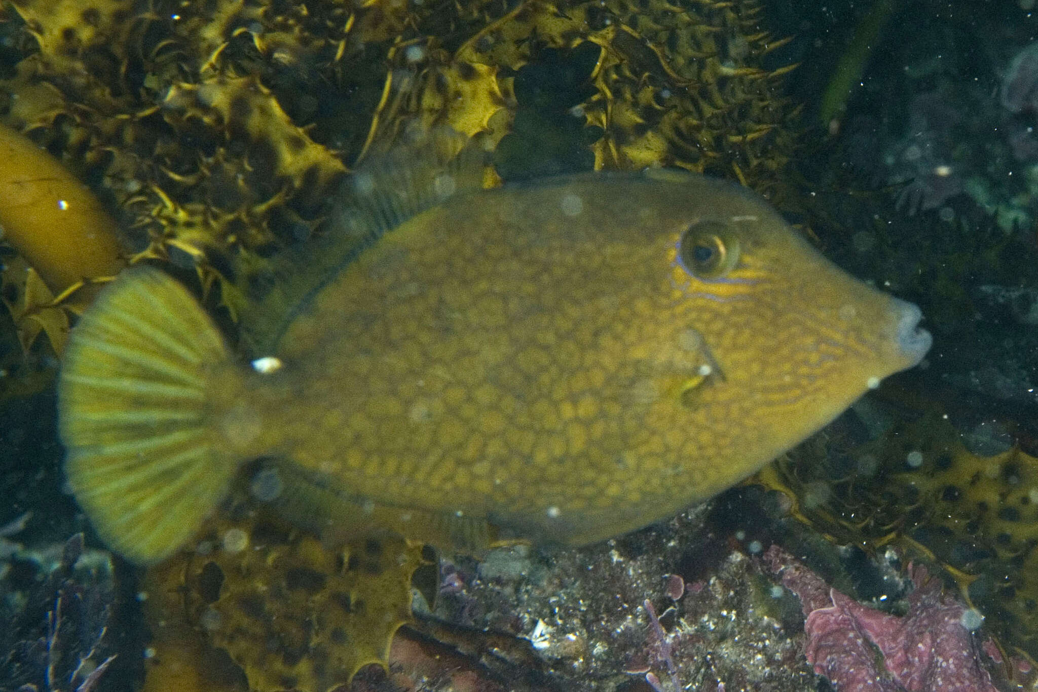 Image of Honeycomb Filefish