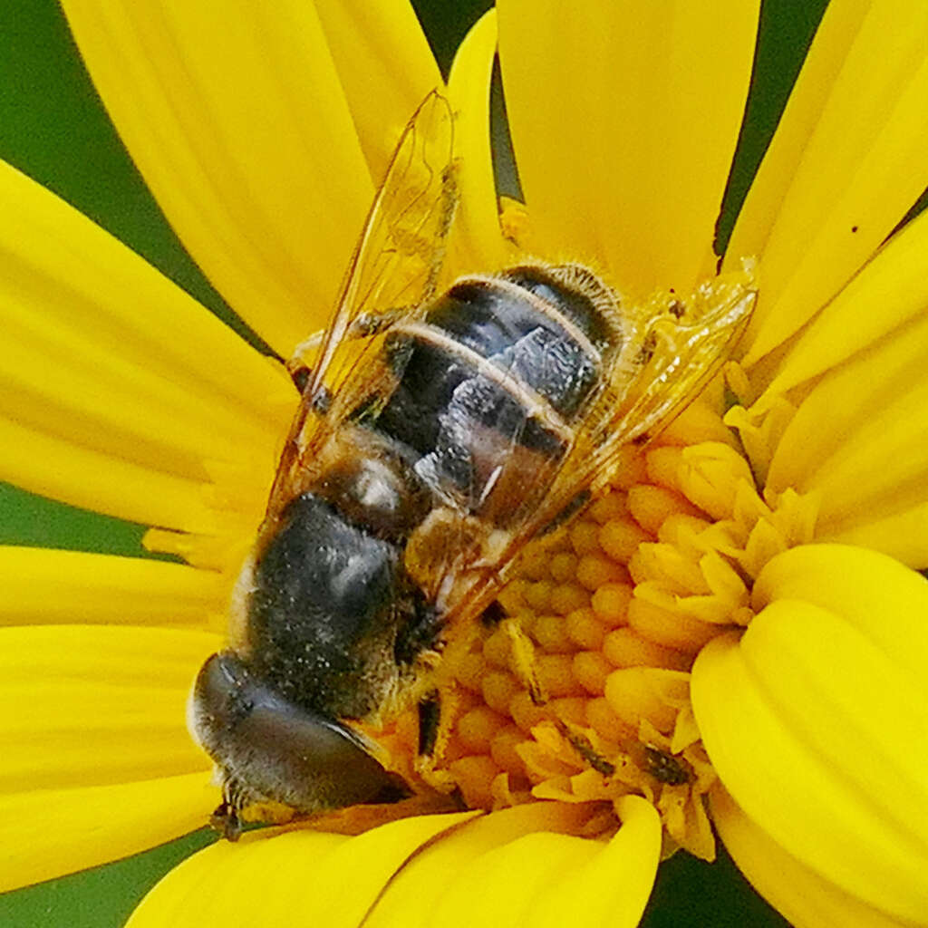 Image of Eristalis stipator Osten Sacken 1877