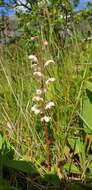 Image de Pyrola rotundifolia subsp. norvegica (Knaben) L. Hämet-Ahti