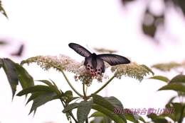 Atrophaneura horishanus (Matsumura 1910)的圖片