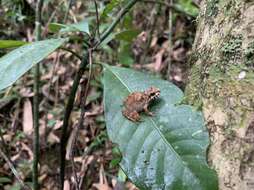 Image of Boulenger's Madagascar Frog