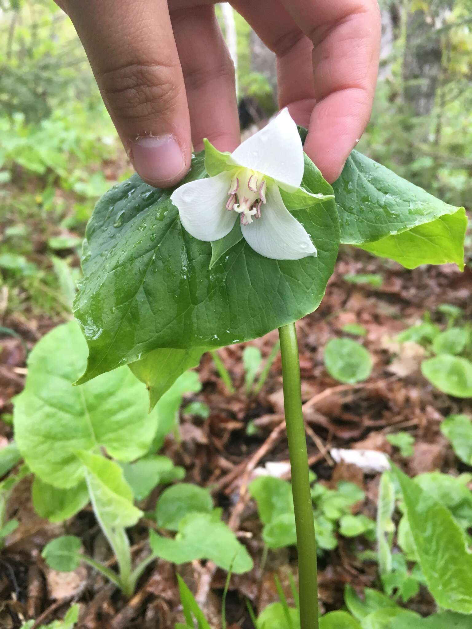 Imagem de Trillium cernuum L.