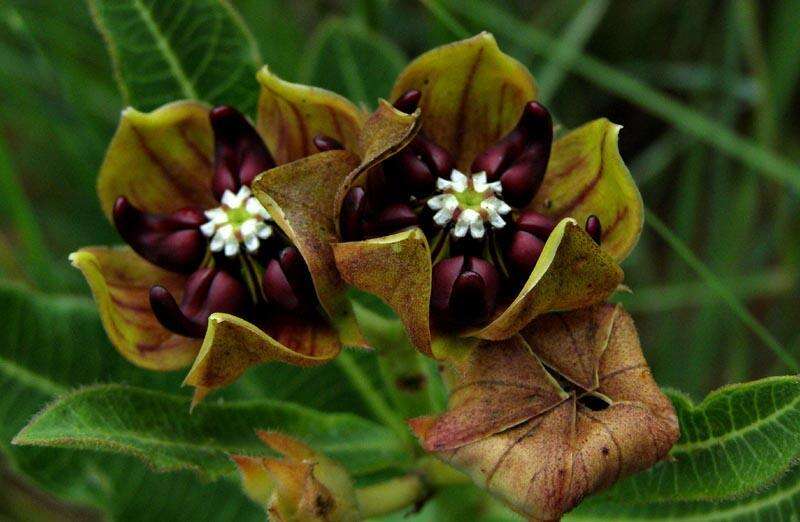 Image of Pachycarpus concolor subsp. transvaalensis (Schltr.) Goyder