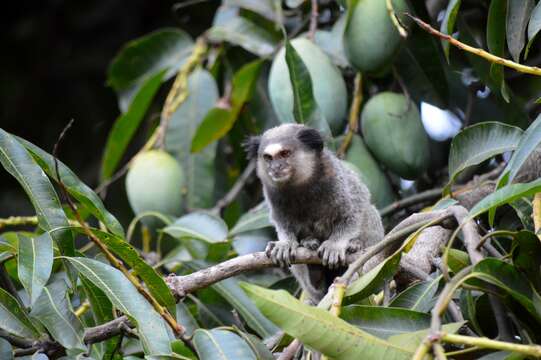 Image of Black-pencilled Marmoset