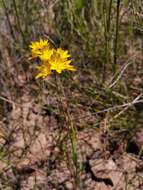 Image of Ixia odorata Ker Gawl.