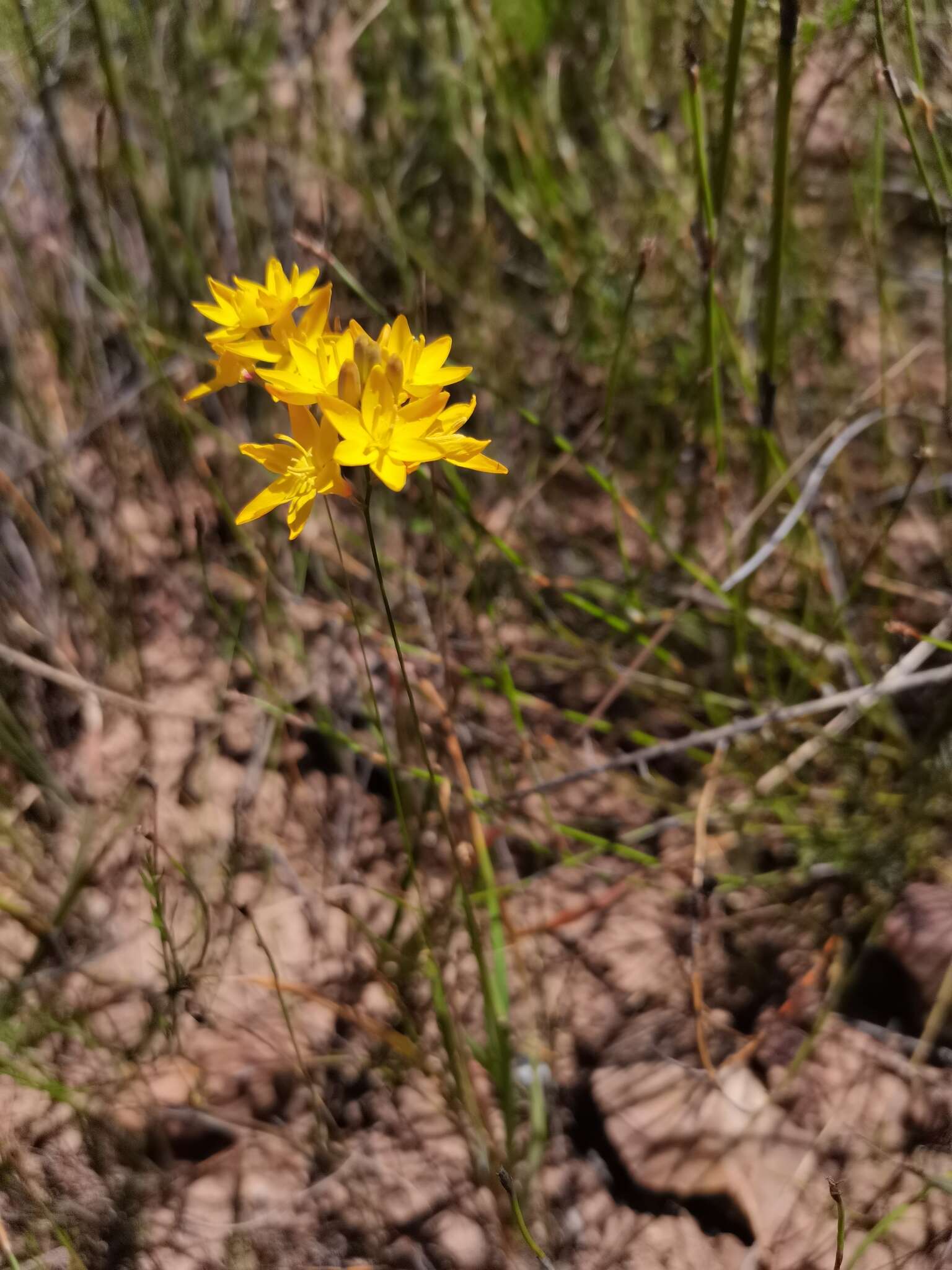 Image of Ixia odorata Ker Gawl.