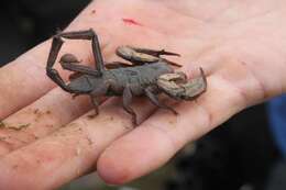 Image of Magaliesberg Rock Scorpion