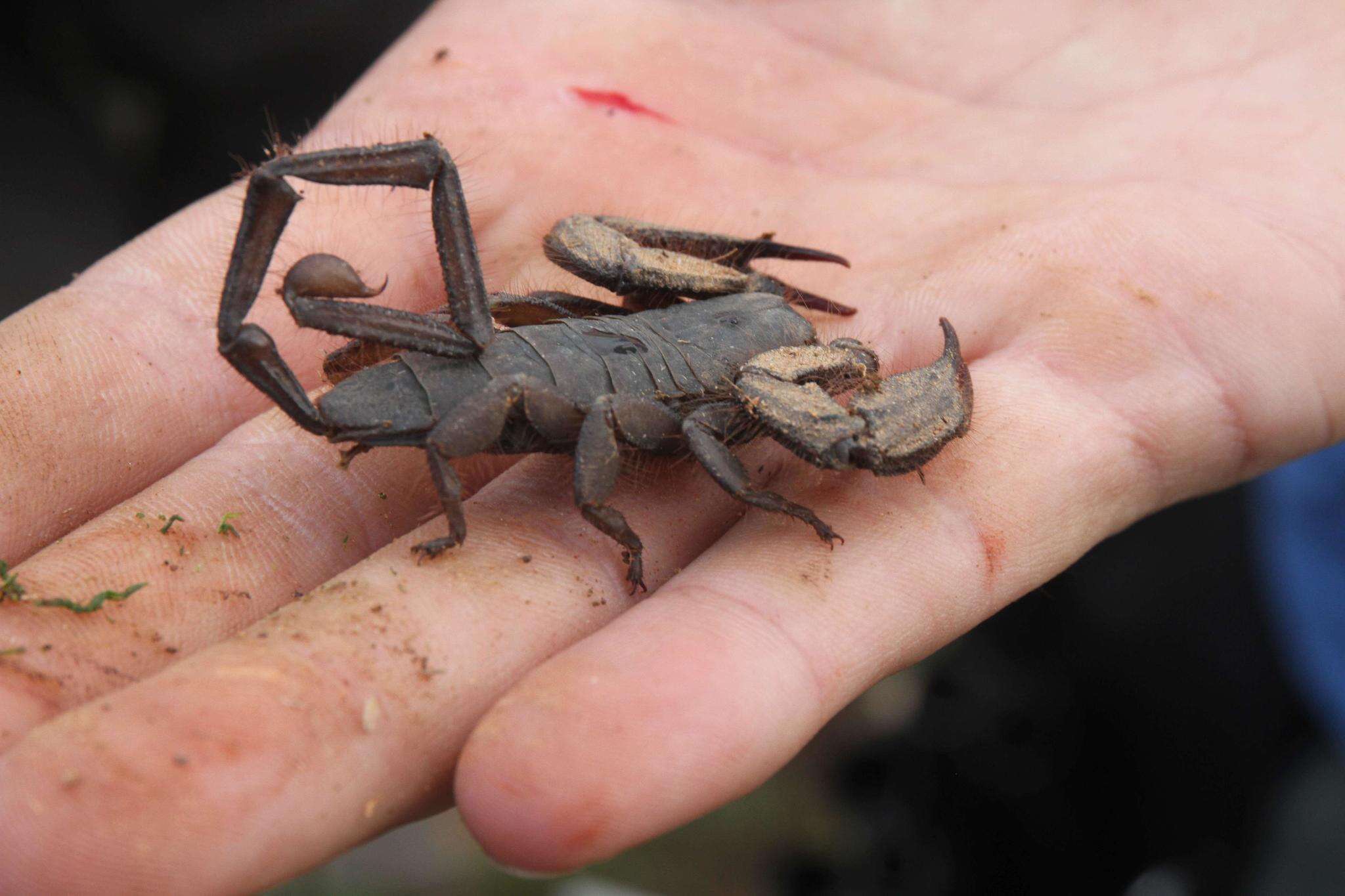 Image of Magaliesberg Rock Scorpion