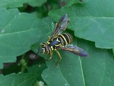 Image of Eastern Hornet Fly