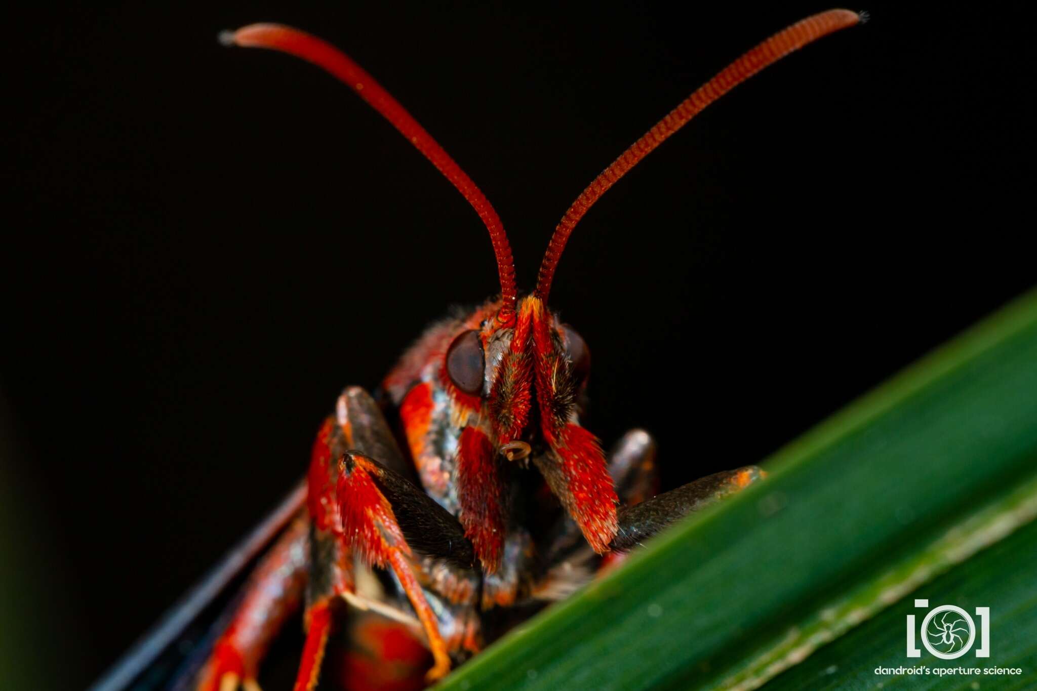 Image of Ash/Lilac Borers