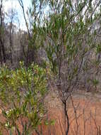 Image of narrow-leaf hopbush