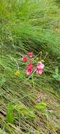 Image of Diascia rigescens E. Mey. ex Benth.