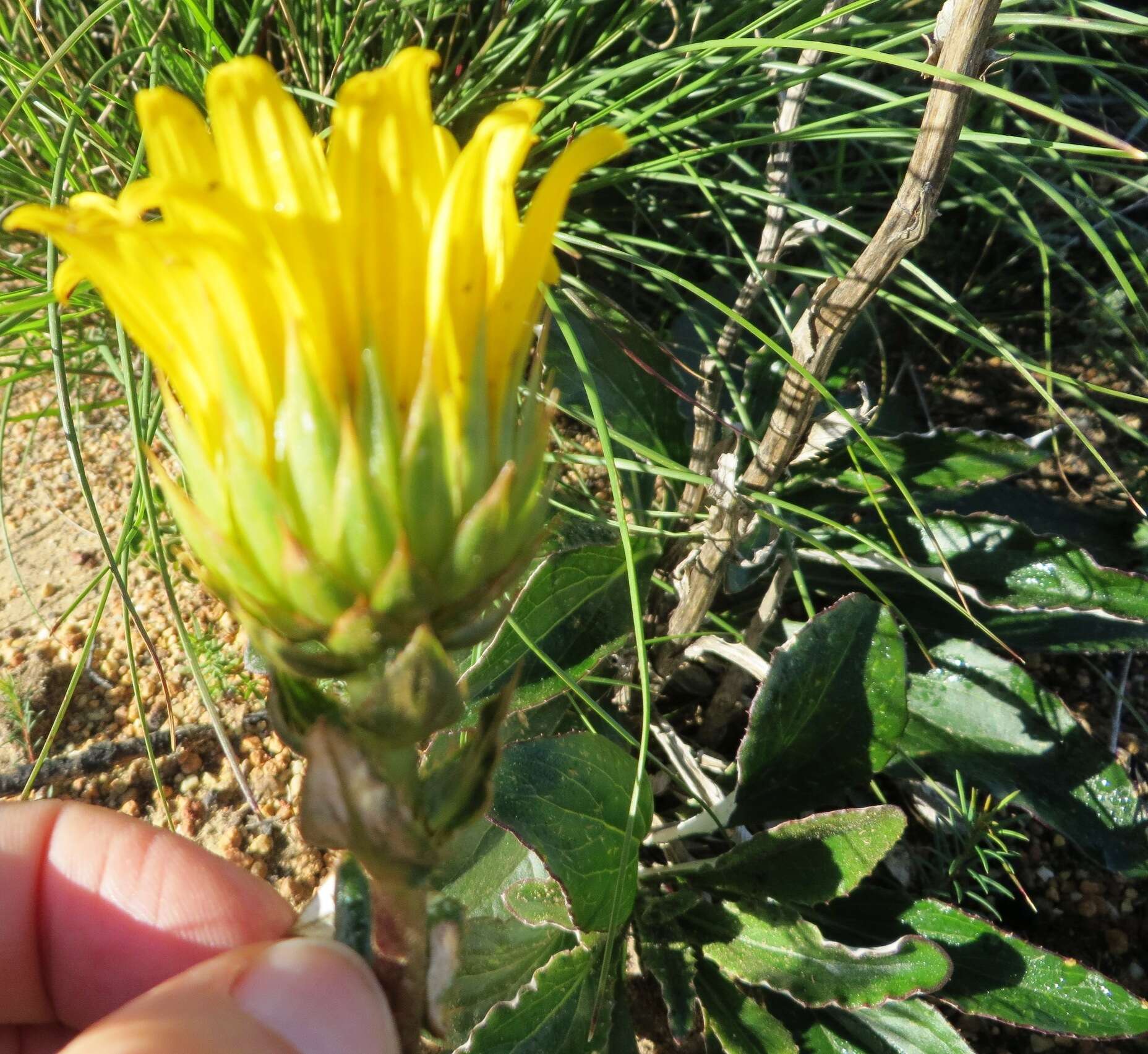 Imagem de Berkheya herbacea (L. fil.) Druce