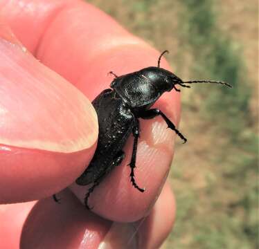 Imagem de Callisthenes (Chrysostigma) cancellatus (Eschscholtz 1833)