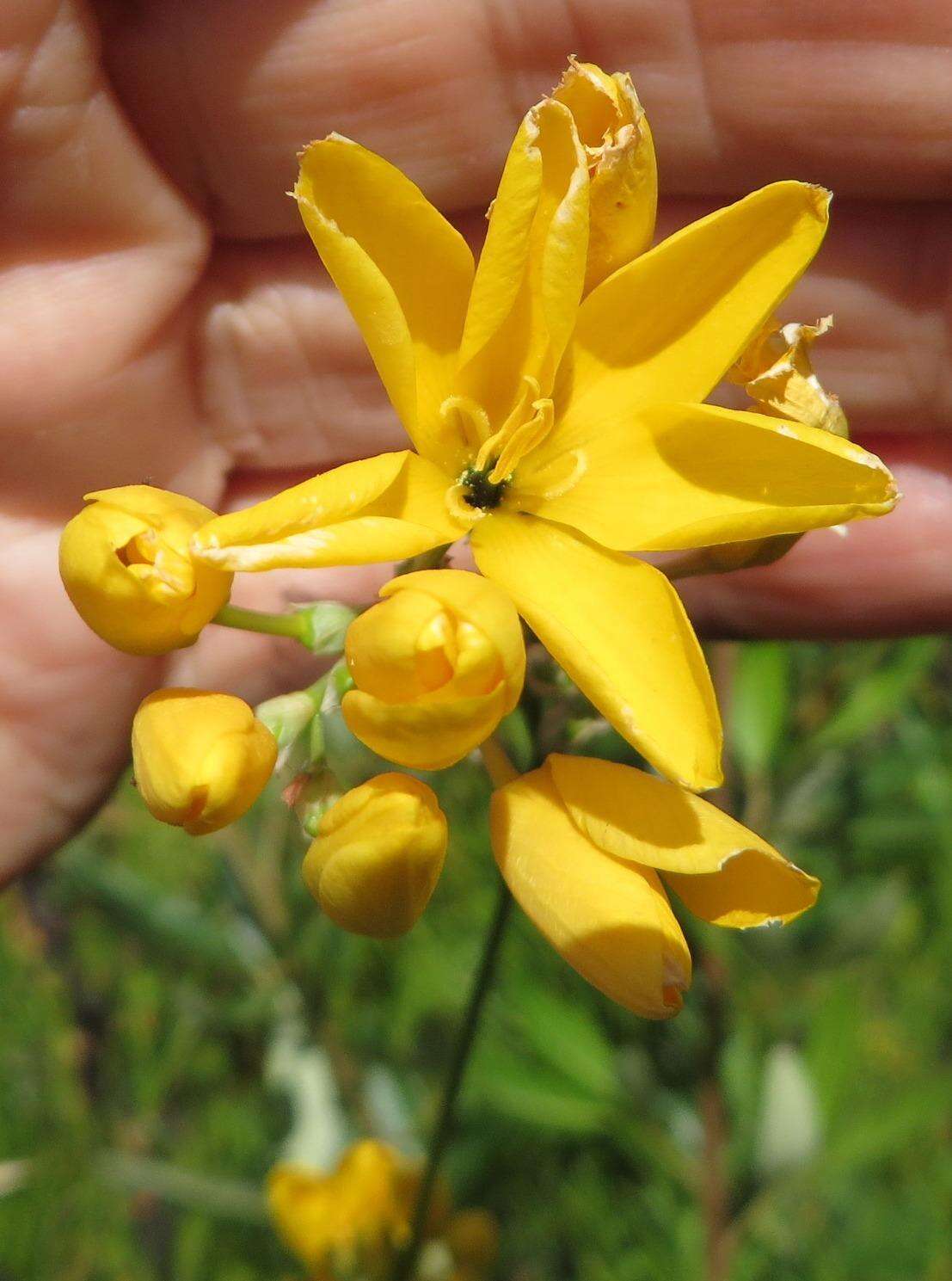 Image de Ixia odorata var. odorata