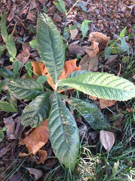 Image of Loquats