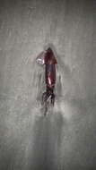 Image of European flying squid